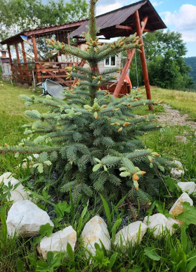 Cabana Lupul Din Apuseni Matisesti Exterior foto
